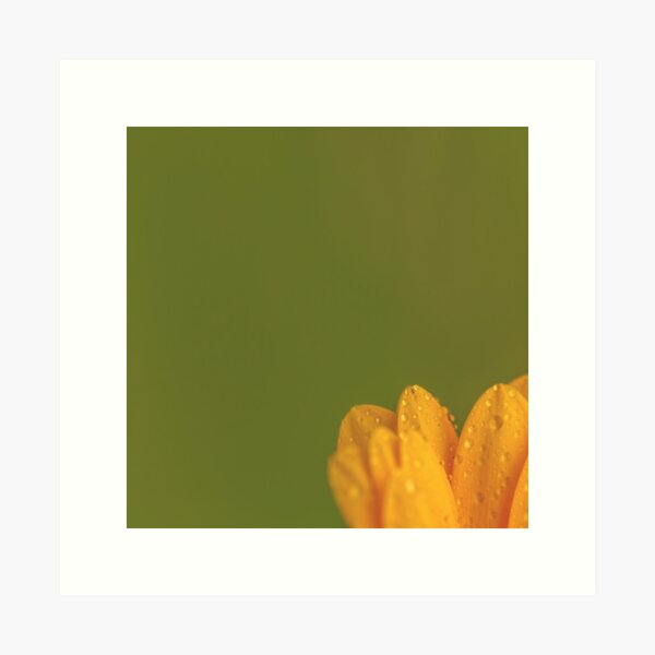 Wet Yellow Petals against Green background Art Print