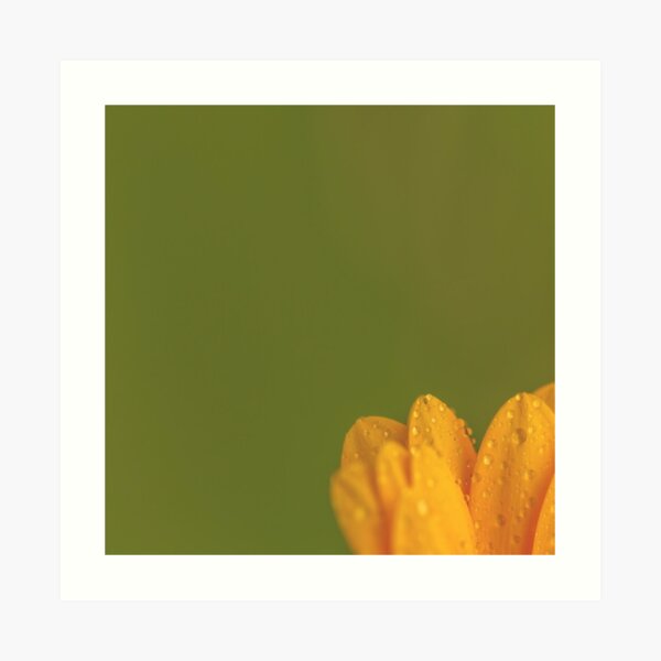 Wet Yellow Petals against Green background Art Print