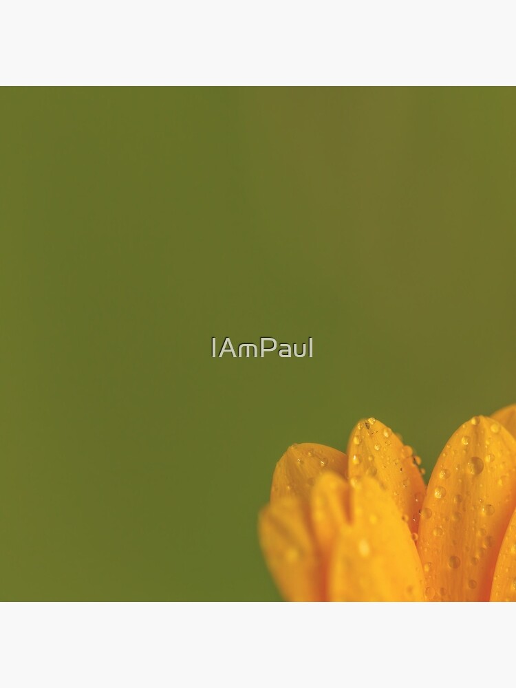 Thumbnail 3 of 3, Photographic Print, Wet Yellow Petals against Green background designed and sold by IAmPaul.