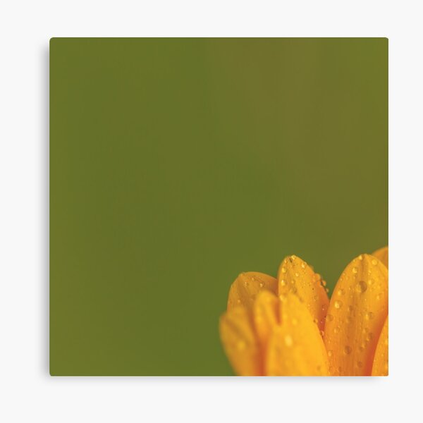 Wet Yellow Petals against Green background Canvas Print