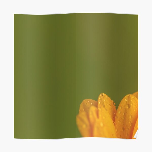 Wet Yellow Petals against Green background Poster
