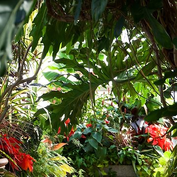 Artwork thumbnail, GREENHOUSE CONSERVATORY TROPICAL PLANTS BILTMORE ESTATE ASHEVILLE NC by teruyalab