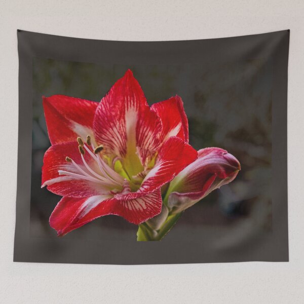 Item preview, Amaryllis 1st Bloom designed and sold by jalfc46.
