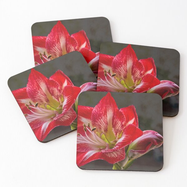 Item preview, Amaryllis 1st Bloom designed and sold by jalfc46.
