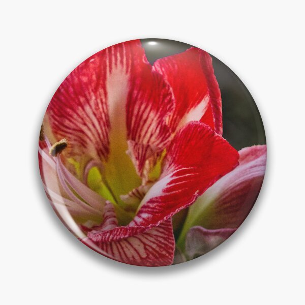 Item preview, Amaryllis 1st Bloom designed and sold by jalfc46.
