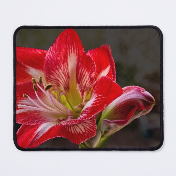 Item preview, Amaryllis 1st Bloom designed and sold by jalfc46.