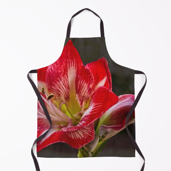 Item preview, Amaryllis 1st Bloom designed and sold by jalfc46.