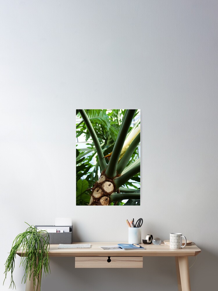 Thumbnail 2 of 3, Poster, THAUMATOPHYLLUM AROID PLANT ROOTS BILTMORE ESTATE ASHEVILLE NC designed and sold by teruyalab.