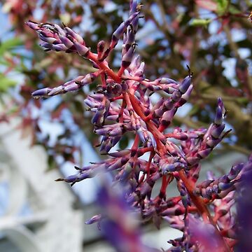 Artwork thumbnail, BROMELIAD INFLORESCENCE FLOWERS BILTMORE ESTATE ASHEVILLE NC by teruyalab
