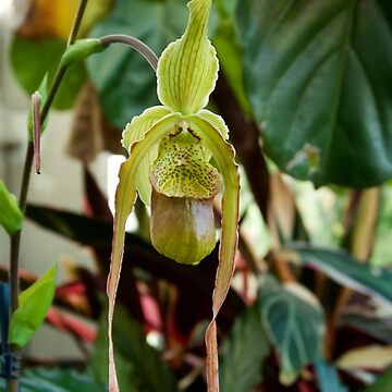 Artwork thumbnail, PHRAGMIPEDIUM ORCHID FLOWER GREENHOUSE BILTMORE ESTATE ASHEVILLE NC by teruyalab