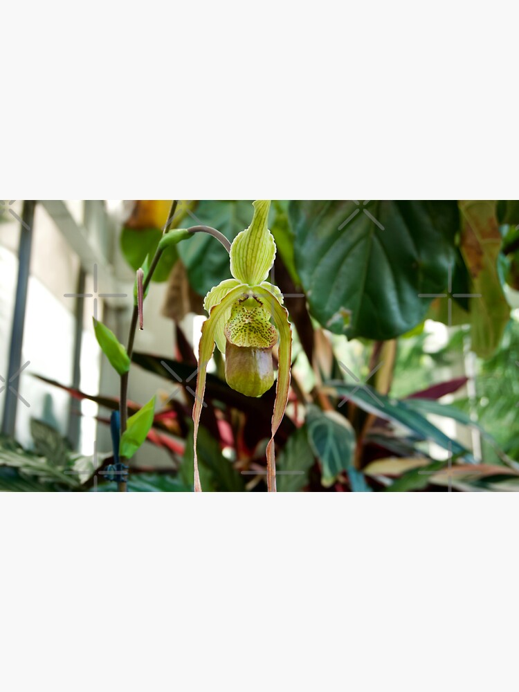 Thumbnail 3 of 3, Sticker, PHRAGMIPEDIUM ORCHID FLOWER GREENHOUSE BILTMORE ESTATE ASHEVILLE NC designed and sold by teruyalab.