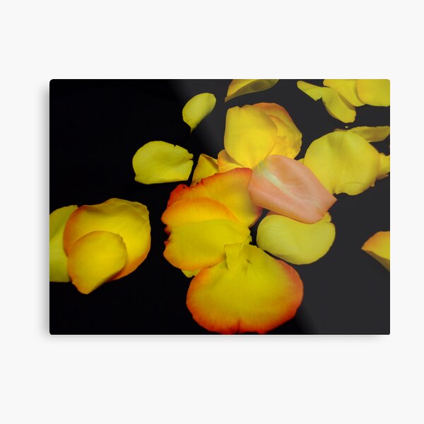 One Blushed Metal Print
