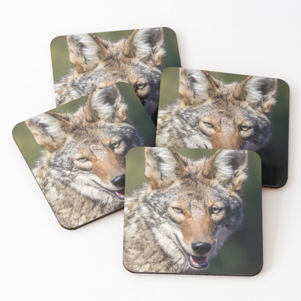 Item preview, Coyote Headshot. Arastradero Preserve, California, USA. designed and sold by yhelfman.