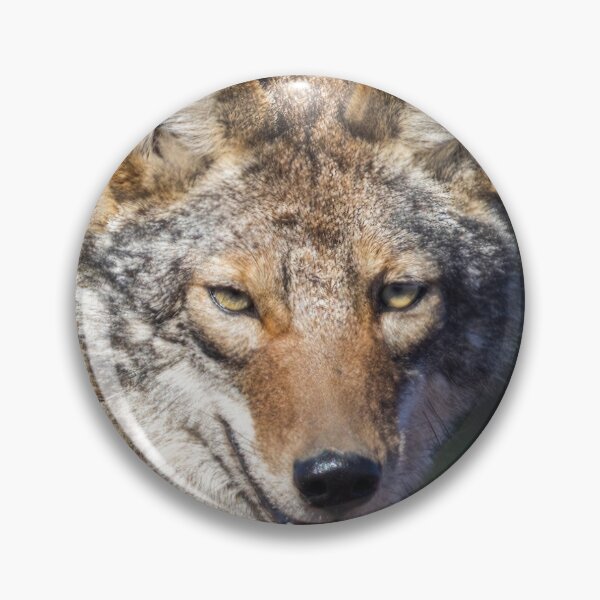 Item preview, Coyote Headshot. Arastradero Preserve, California, USA. designed and sold by yhelfman.