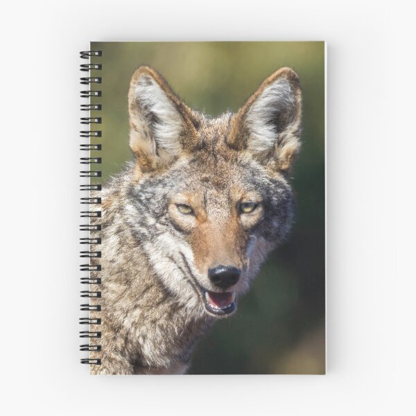 Item preview, Coyote Headshot. Arastradero Preserve, California, USA. designed and sold by yhelfman.
