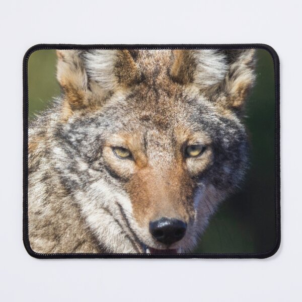 Item preview, Coyote Headshot. Arastradero Preserve, California, USA. designed and sold by yhelfman.
