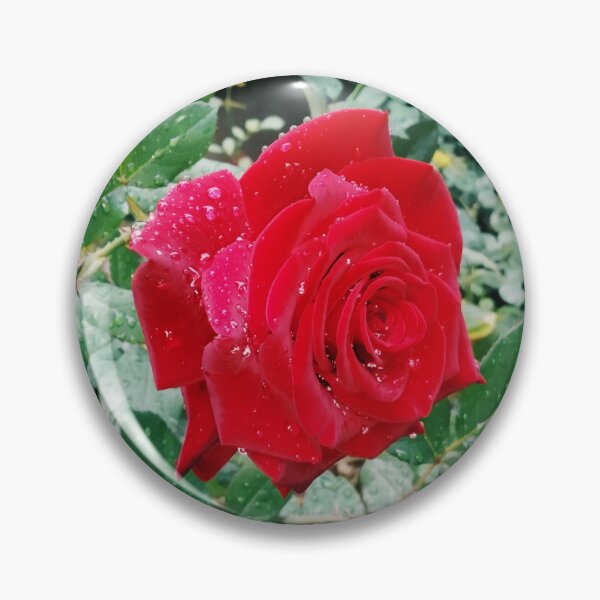 Item preview, Beautiful red rose after the rain  designed and sold by helenkaiy.