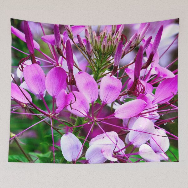 Item preview, Vietnam - flower on Ha Giang plateau designed and sold by franck380.