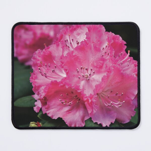 Item preview, Pink Beauty designed and sold by Nerone.