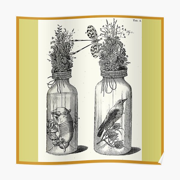 Cabinet of Curiosities - Frederik Ruysch Diorama 1720 - Birds and Armadillo under Glass Poster
