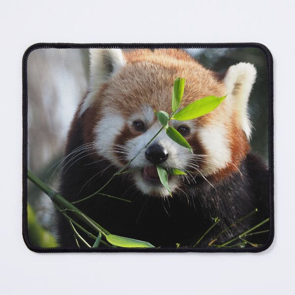 Item preview, Red Panda designed and sold by Anna Fairley Nielsson.