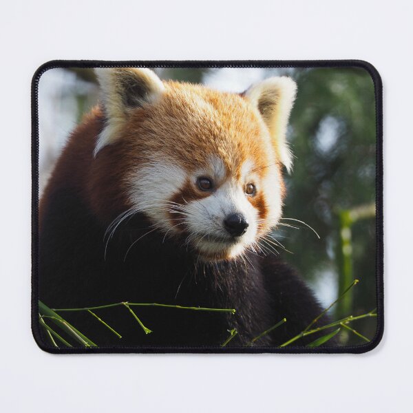 Item preview, Red Panda designed and sold by Anna Fairley Nielsson.