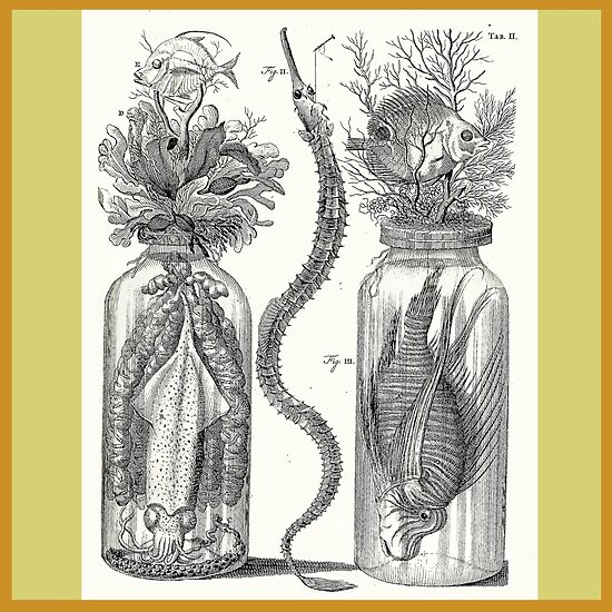 Pósters «Gabinete de curiosidades - Frederik Ruysch Diorama 1720