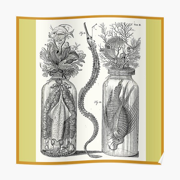 Cabinet of Curiosities - Frederik Ruysch Diorama 1720 - Squids, Lion Fish, Octopus, Ocean Poster
