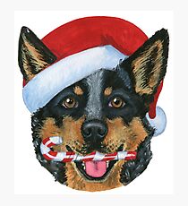Christmas Blue Heeler Photographic Print