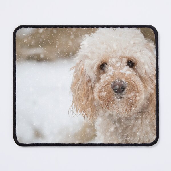 Item preview, A beautiful Cockapoo in the snow designed and sold by CarpenterPhoto.