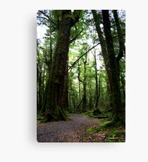 Forest Giants Canvas Print