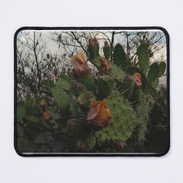 Item preview, Living semi desert flowers designed and sold by Abel-momo.