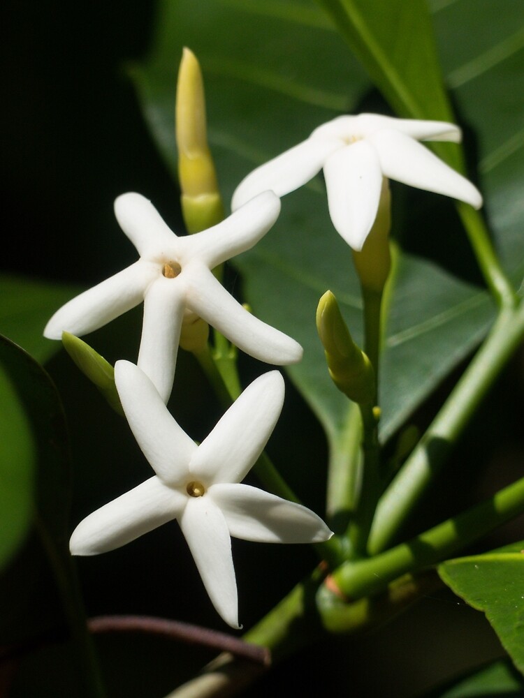 "Brown Gardenia flowers in bloom." by DaintreeLife Redbubble