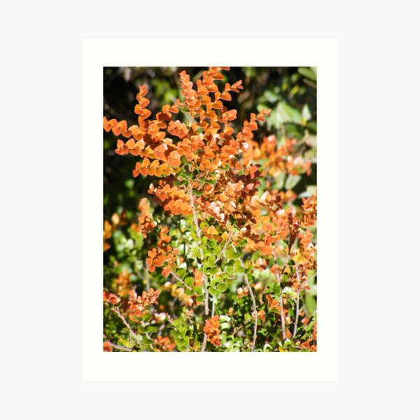 deciduous beech and ferns Art Print