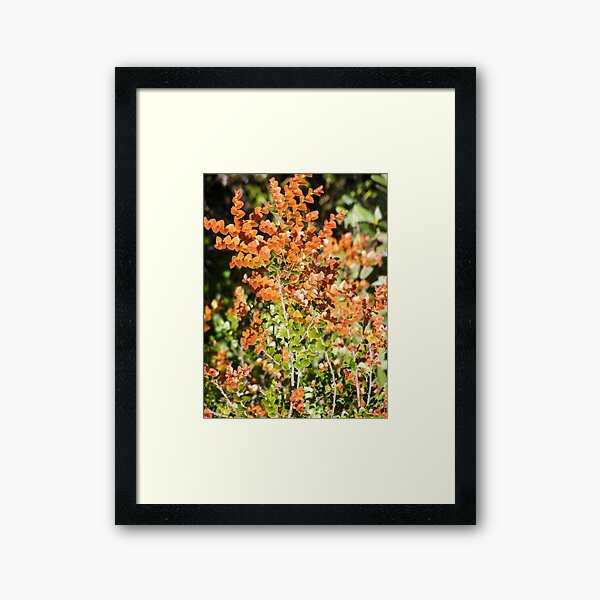 deciduous beech and ferns Framed Art Print