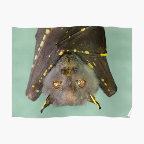 Póster «Murciélago hocicudo oriental (Nyctimene robinsoni)» de