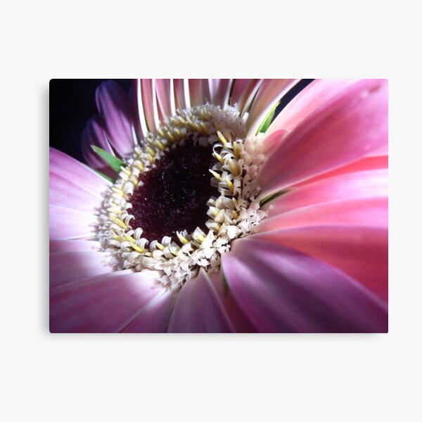 Touch of Enlightment Canvas Print