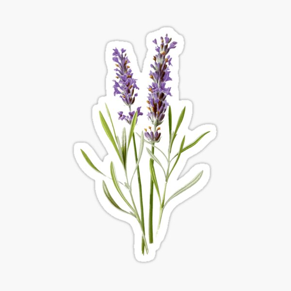 Item preview, Vintage French Lavender designed and sold by suivezmoi.