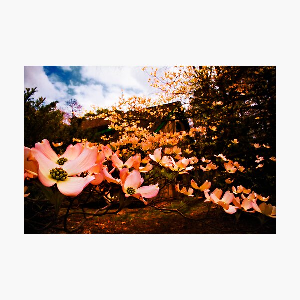 Artikelvorschau, Dog Flower Ranch entworfen und verkauft von Jason Howell.