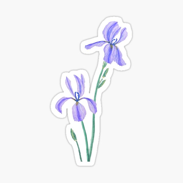 two elegant purple iris watercolor  Sticker