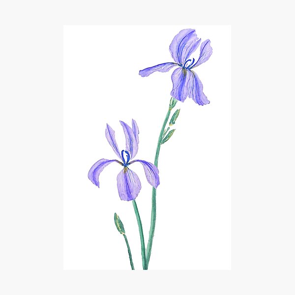two elegant purple iris watercolor Photographic Print