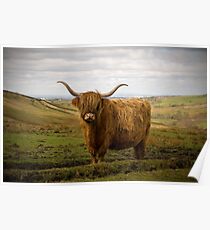 Highland Cow - The Peak District Poster