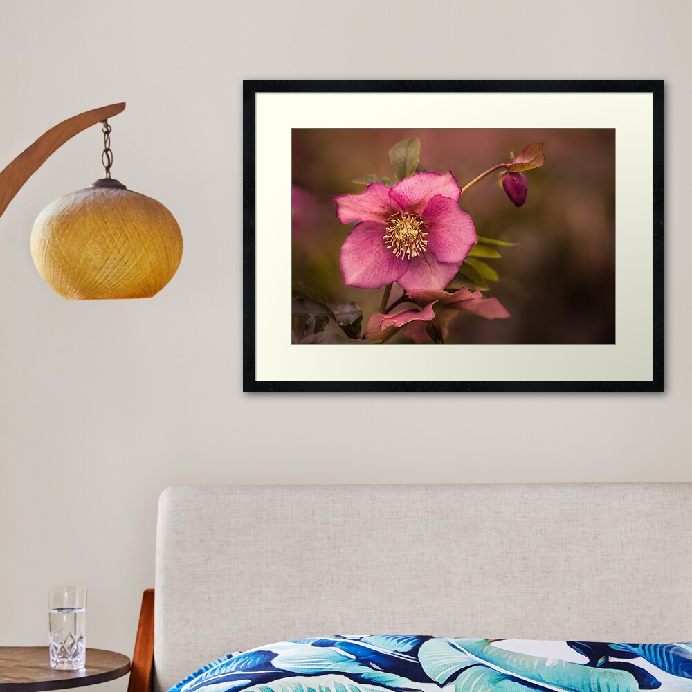 Christmas Rose Framed Art Print