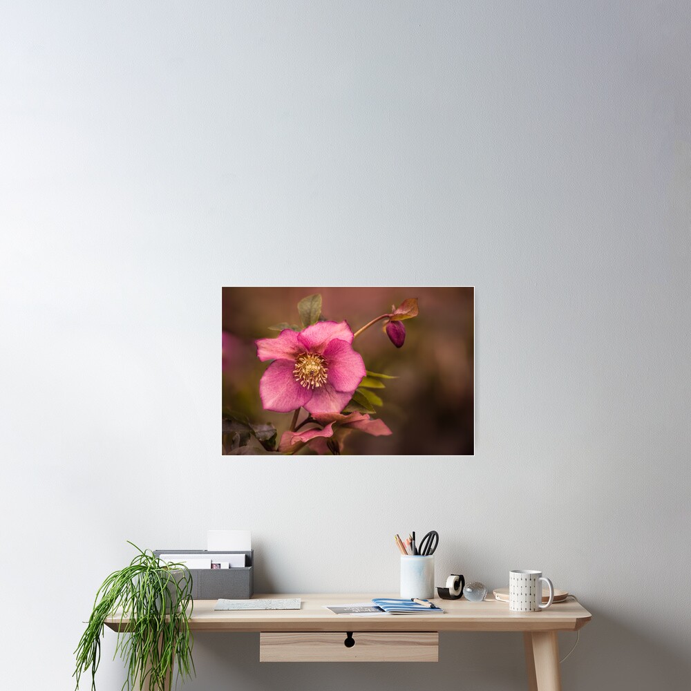 Christmas Rose Poster