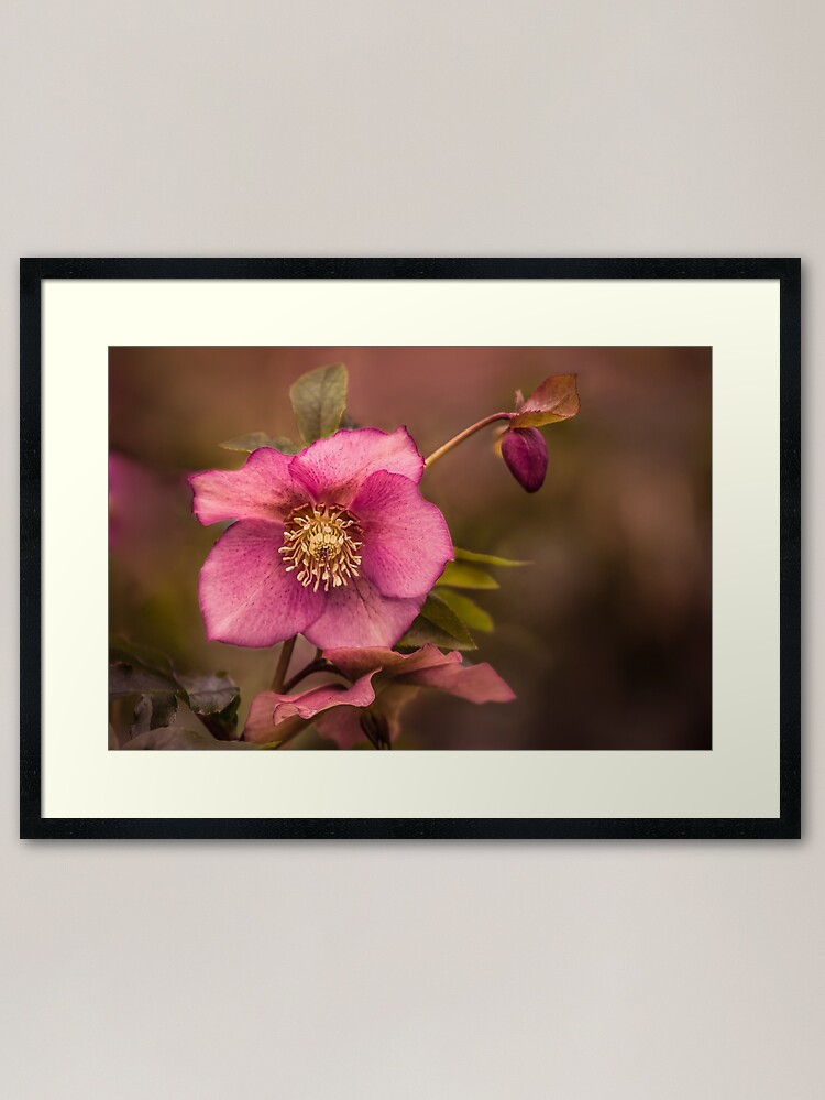 Alternate view of Christmas Rose Framed Art Print