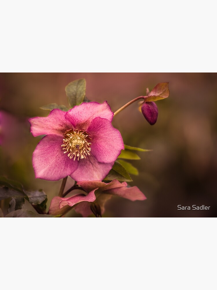 Christmas Rose by sadler2121