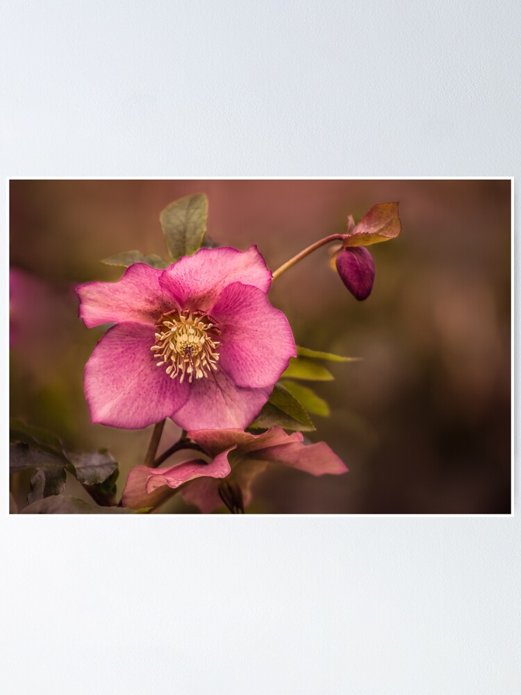 Alternate view of Christmas Rose Poster