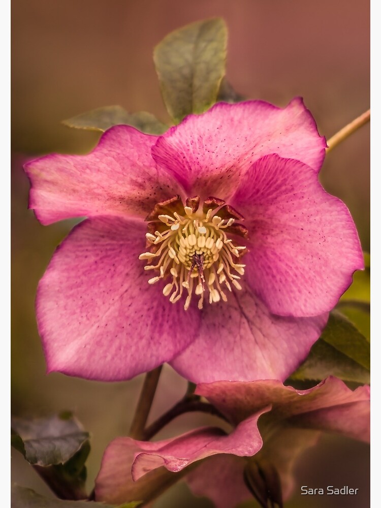 Christmas Rose by sadler2121