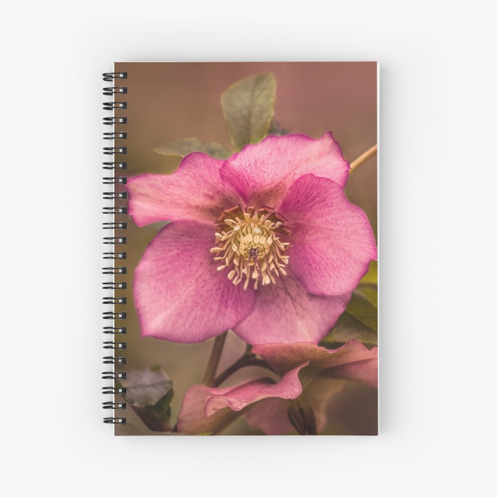 Christmas Rose Spiral Notebook