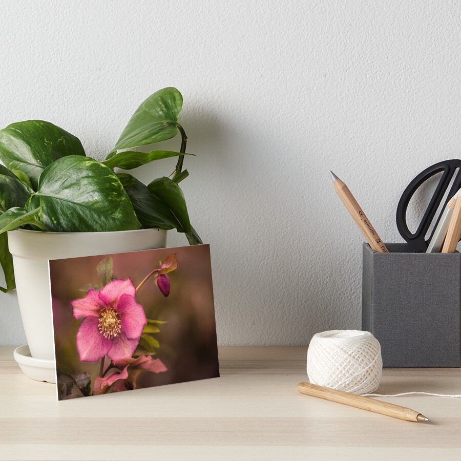 Christmas Rose Art Board Print